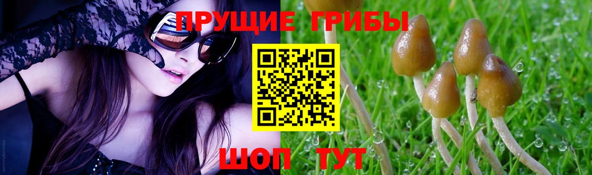 Галлюциногенные грибы Psilocybe  купить наркотики сайты  Крымск  Вход с VPN 